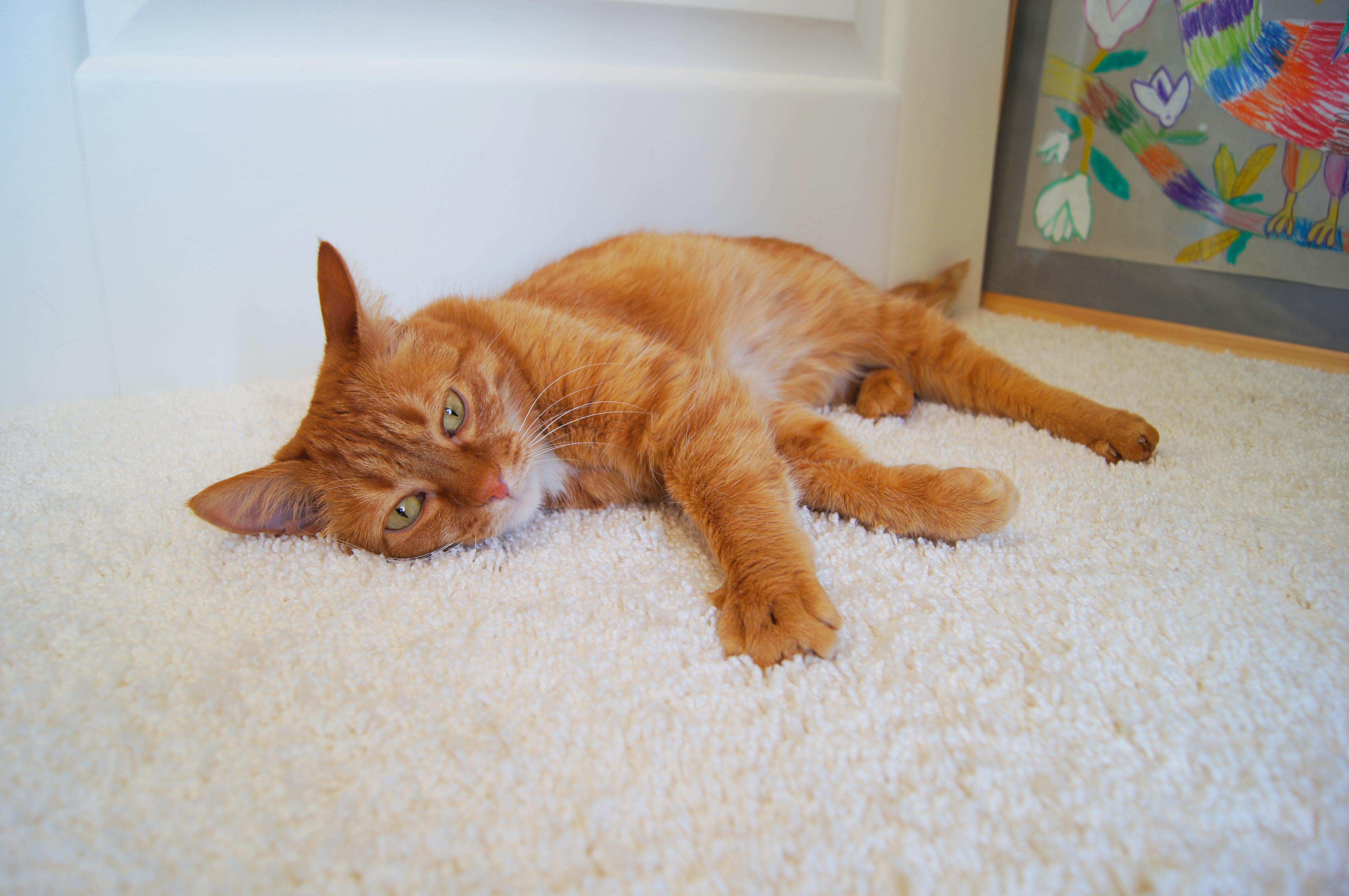 Ковролин "Зартекс" Amarena 140 бежевый (4м) — купить в Екатеринбурге